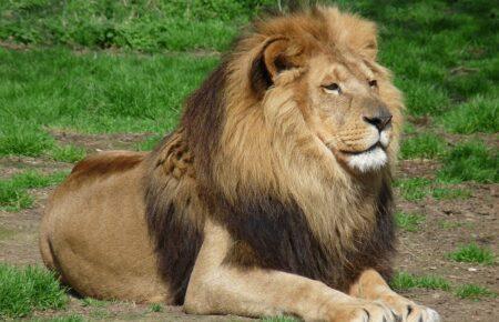 В зоопарке Сиднея пять львов сбежали из вольера