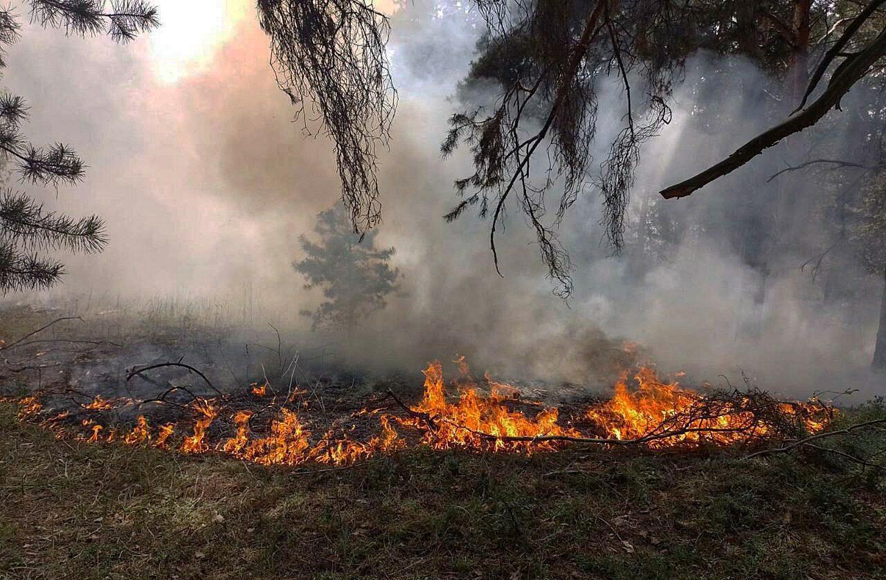 В Україні від війни вже постраждали 20% заповідників — WWF-Україна