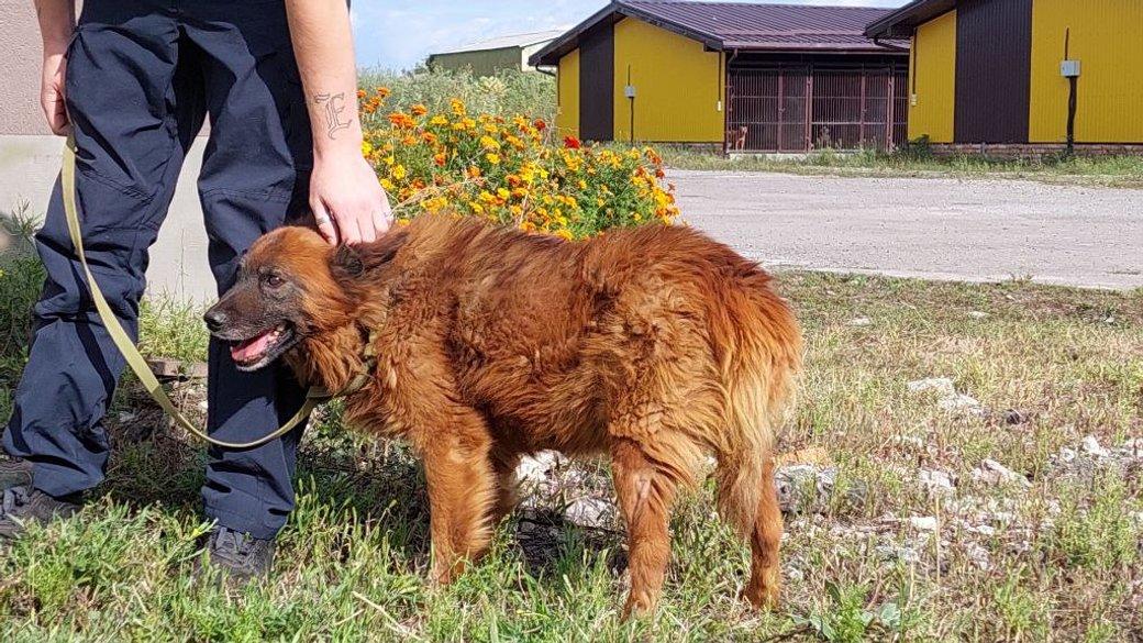 Помер пес Крим, поранений під час ракетного удару по Дніпру