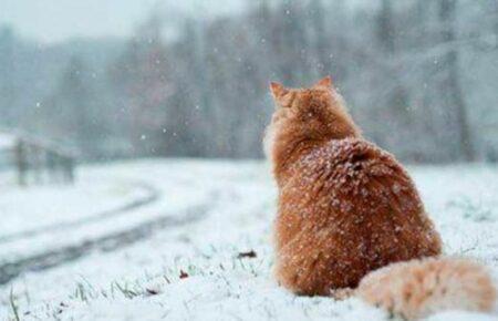 Нынешняя зима в Европе будет аномально теплой — Bloomberg