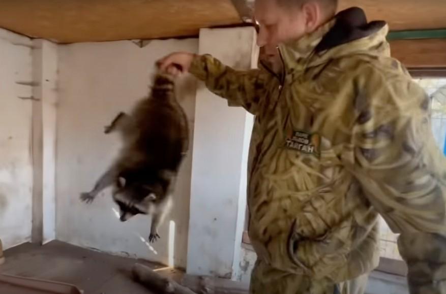 У російських окупантів украли єнота, якого вони поцупили з Херсонського зоопарку