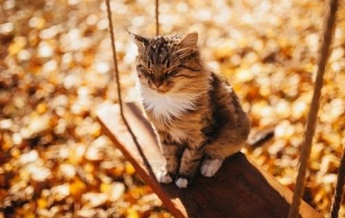 Всесвітня метеорологічна служба: Останні вісім років на Землі стали найтеплішими за час спостережень