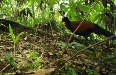 В Папуа Новой Гвинее снова нашли палому, птицу считали вымершей в течение 140 лет
