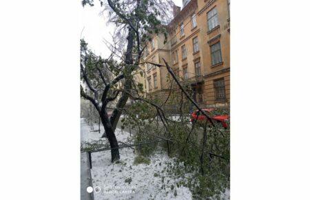У Львові через негоду упродовж дня впали понад 110 дерев