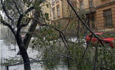 У Львові через негоду упродовж дня впали понад 110 дерев
