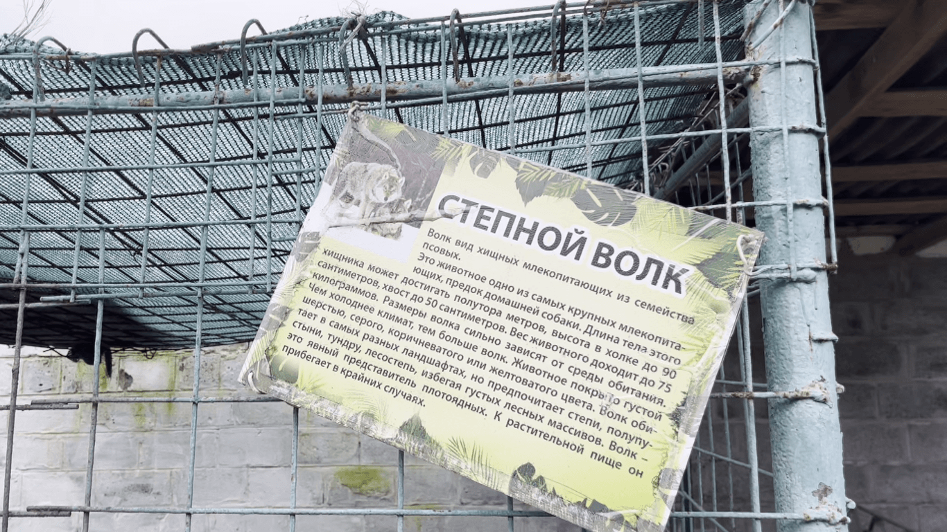 «Не мали води, їжі та можливості врятуватись»: у Ямполі окупанти заморили голодом вовків