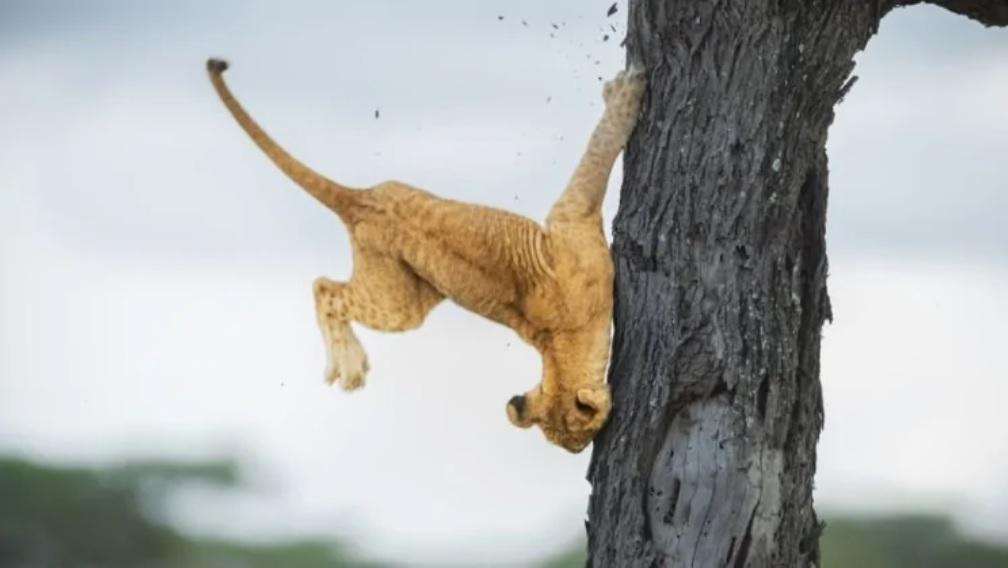 Оголосили переможців премії Comedy Wildlife Photography Awards