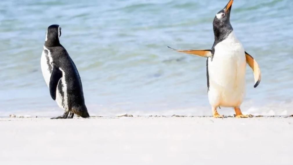 Науковці зʼясували, що пінгвіни можуть мати певний ступінь самоусвідомлення