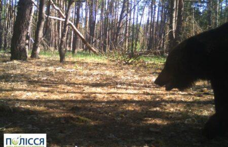 В зоне отчуждения снова заметили бурого медведя