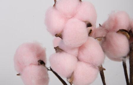 Дві знакові для України рослини, бавовник та буряк, поєднали свої долі — Олексій Коваленко