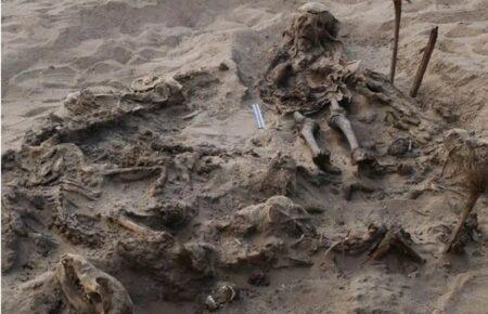 У Єгипті знайшли могилу, де поховані дитина та 142 собаки