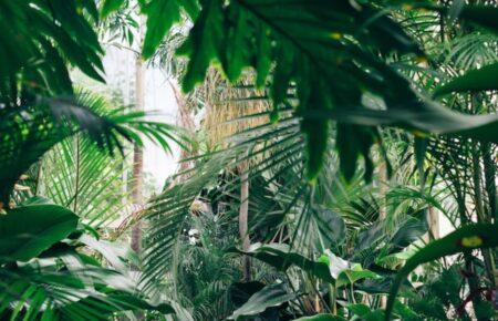 Більше третини тропічних лісів Амазонки деградують через людину — дослідження