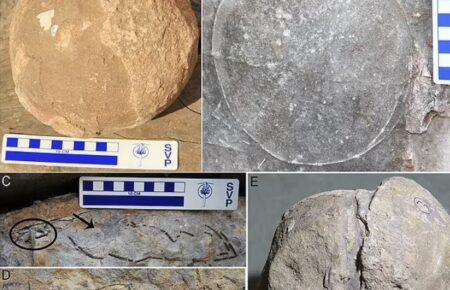 В Індії знайшли гніздо зі скам'янілими яйцями динозаврів