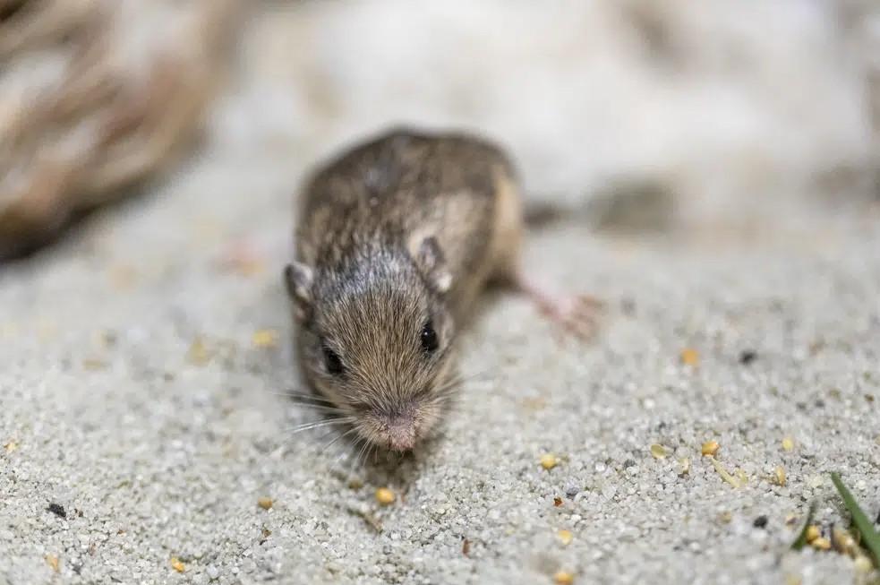 У США виявили найстарішу у світі мишу: її внесли до Книги рекордів Гіннеса