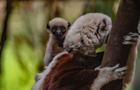 У зоопарку Честеру народилось дитинча рідкісного лемура — уперше в Європі