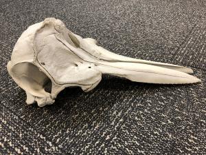 У США в аеропорту знайшли череп молодого дельфіна