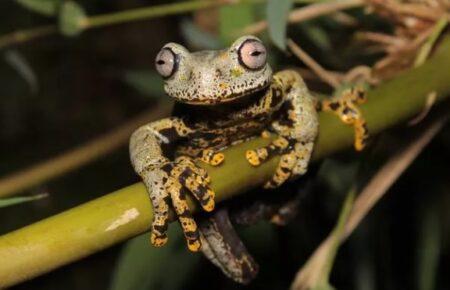 У горах Еквадору знайшли новий вид жаб