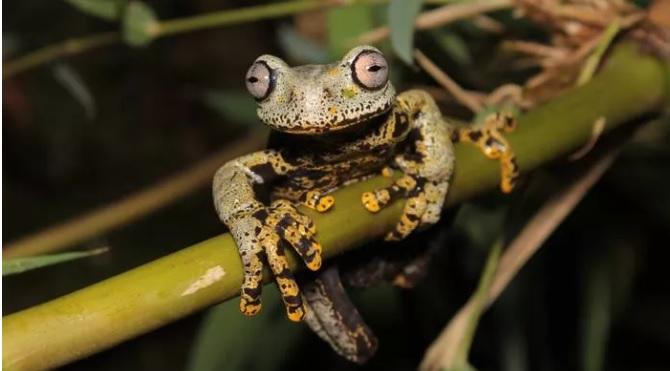 Німеччина витратила €465 тисяч на будівництво тунелів для жаб