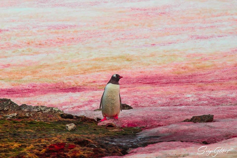 На станції Вернадського в Антарктиді сніг став рожевого кольору — зацвіли водорості (ФОТО)