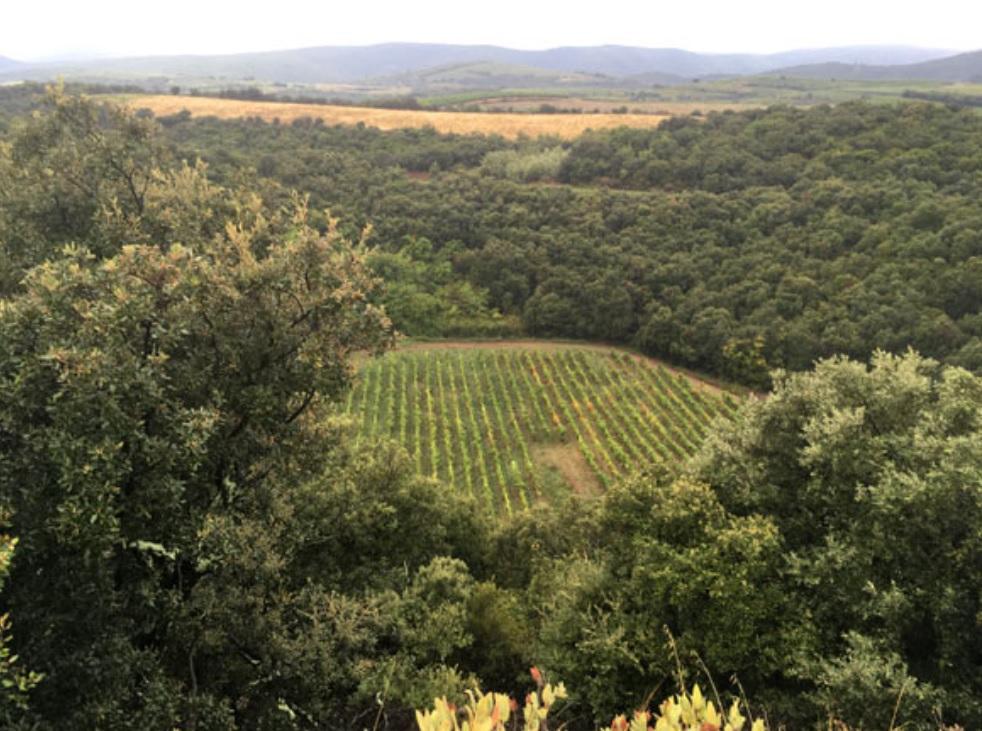 У французькому винограднику виявили 200-метровий метеоритний кратер