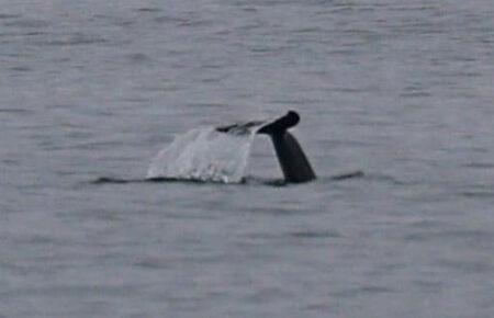 Перша цього року зграя дельфінів зайшла у води Чорного моря — вчені