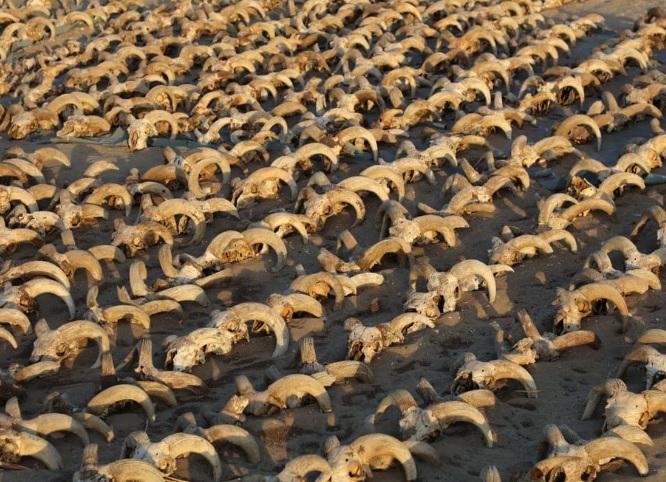 Археологи нашли в храме Рамзеса II в Египте 2 тысячи бараньих голов