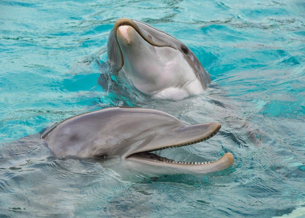 Як притягнути РФ до відповідальності за вбивство дельфінів у Чорному морі?