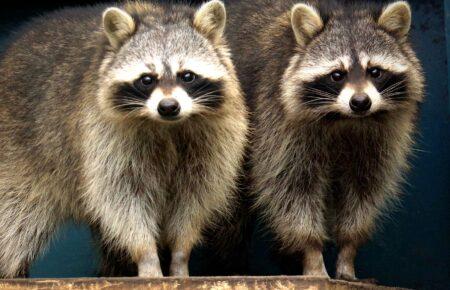 У Київському зоопарку створили 19 нових пар серед тварин (ФОТО)