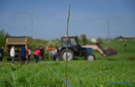 В Запорожской области высадили 3000 «эвакуированных» из Херсона деревьев