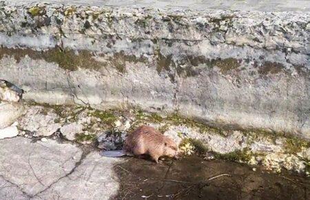 Хмельницькі рятувальники врятували бобра, який потрапив до фонтану (ВІДЕО)