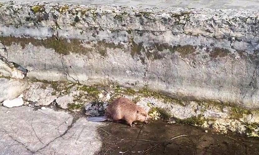 Хмельницькі рятувальники врятували бобра, який потрапив до фонтану (ВІДЕО)