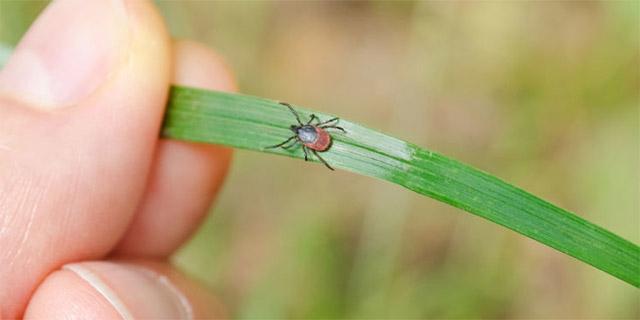 Чому випадків хвороби Лайма після укусів кліща стає все більше?