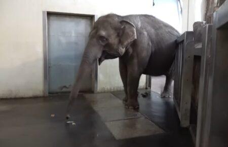 У берлінському зоопарку слон навчився чистити банани хоботом