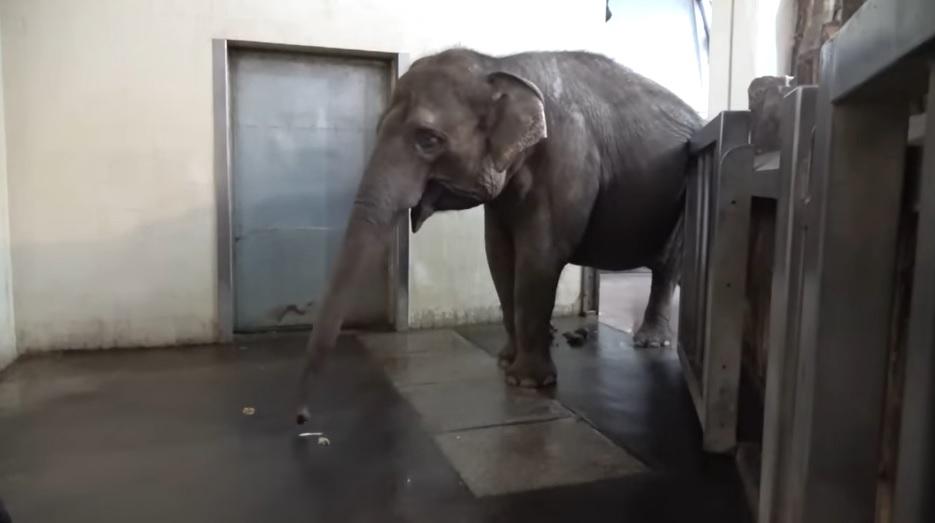 У берлінському зоопарку слон навчився чистити банани хоботом