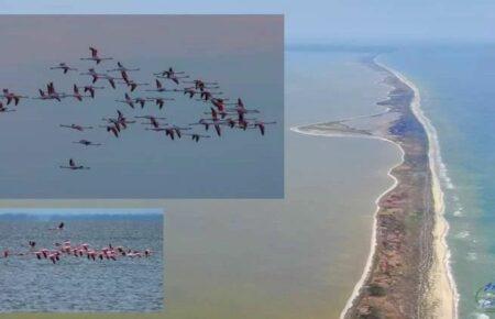 На Одещину прилетіли дві сотні рожевих фламінго