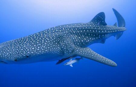 Китові акули почали сприймати австралійських учених як риб-чистильників