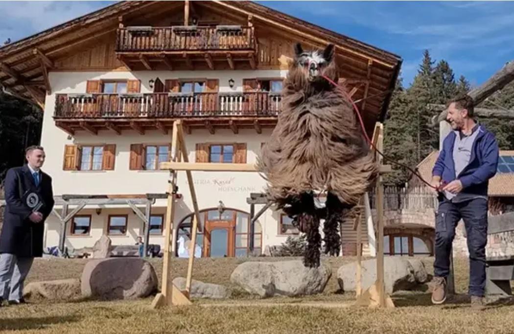 Лама з Італії потрапила до Книги рекордів Гіннеса за найвищий стрибок у світі