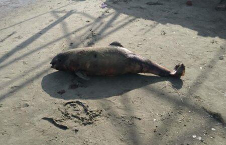 У Маріуполі на берег масово викидаються дельфіни — Андрющенко