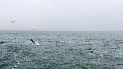 Через підрив Каховської ГЕС може загинути 180 тисяч птахів та диких тварин