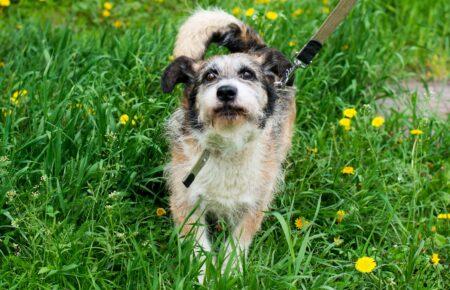 Зоозахисний рух UAnimals та Міносвіти підписали меморандум про співпрацю