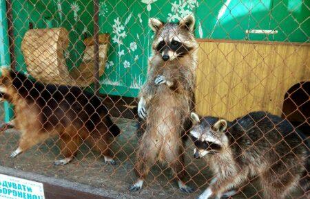 Через затоплення зоопарку «Казкова діброва» у Новій Каховці загинули майже 300 тварин