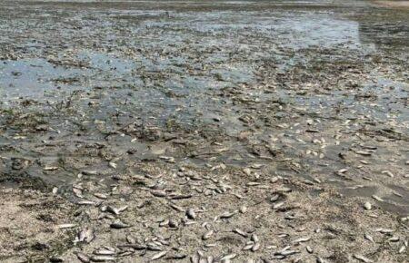 На стихійних ринках може з'явитися багато риби — лікар-інфекціоніст