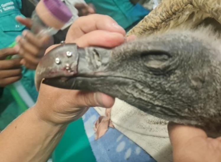 У Південній Африці вперше у світі пересадили дзьоб стервʼятнику