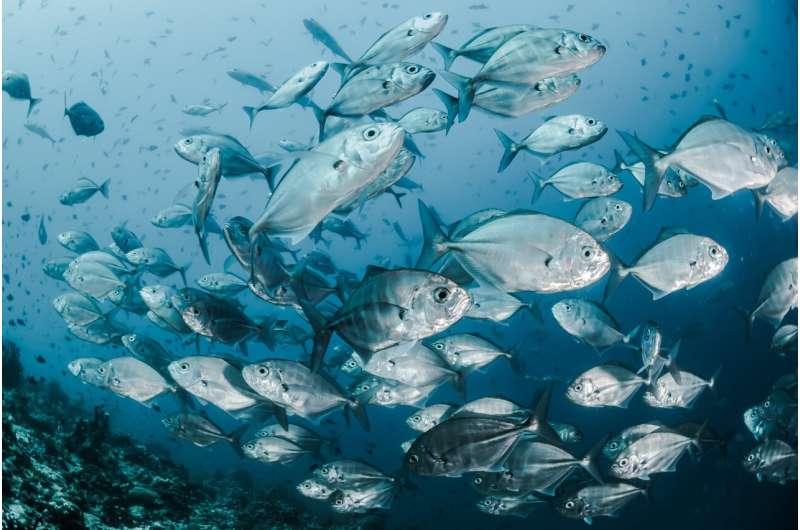 Через кліматичні зміни риби мігрують до полюсів — дослідження