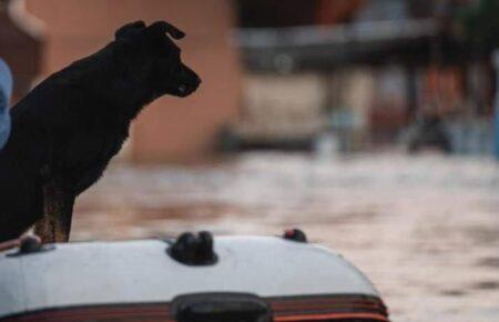 На Херсонщині вже вдалось врятувати близько кількох сотень тварин — співзасновниця UAnimals