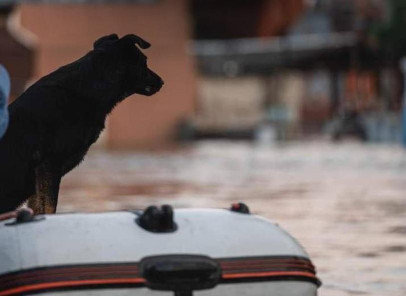 На Херсонщині вже вдалось врятувати близько кількох сотень тварин — співзасновниця UAnimals