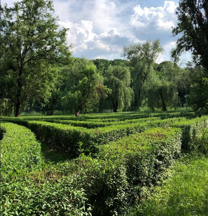 У столичному Голосіївському парку відкрили зелений лабіринт (ФОТО)