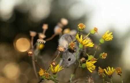 Якщо затопить Олешківські піски, то зникнуть мишівки степові, які жили лише там — зоолог