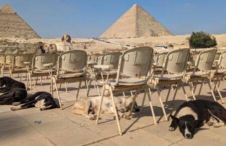 В Египте теперь можно заводить только 10 пород собак — другие запрещены новым законом