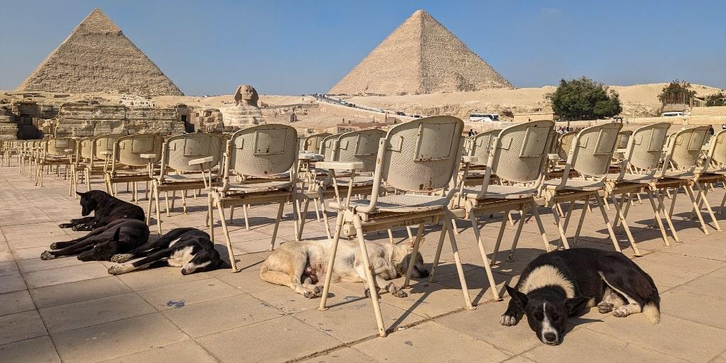 В Египте теперь можно заводить только 10 пород собак — другие запрещены новым законом